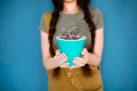 Young woman with braided hair smiling and demonstrating pot with houseplant against blue backgroundの写真素材