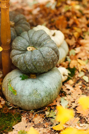 Decoration from small green pumpkins placed on withered yellow leaves during fallの写真素材