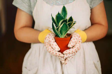 Unrecognizable female gardener in dress and gloves carrying orange pot with green sansevieria plant at homeの写真素材