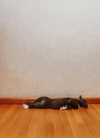 Vertical shot of lazy sleepy cat domestic pet sleeping on belly at owner home, gray short hair kitten with white paws lying flat on stomach with legs out while resting on wooden floorの写真素材