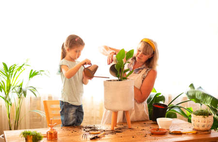 Cute little girl helping her senior grandmother to repot houseplant while working together in home garden, focused granddaughter holding metal water-can and watering green plant with grannyの写真素材
