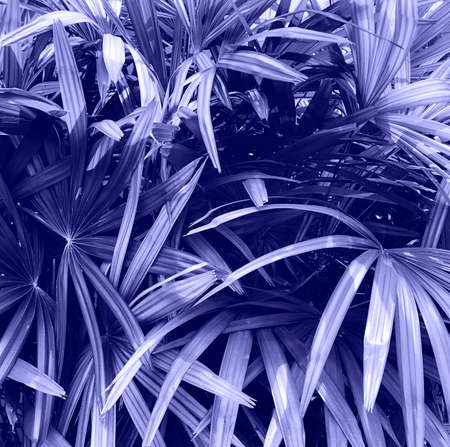 Background made of fresh wet very peri leaves with drops. Creative background. Color of 2022 year,...