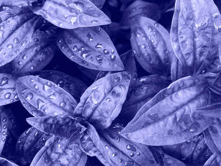 Background made of fresh wet very peri leaves with drops. Creative background. Color of 2022 year,...