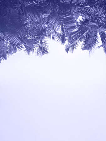 Palm trees against amazing cotton candy violet sky during sunset, tropical landscape background....