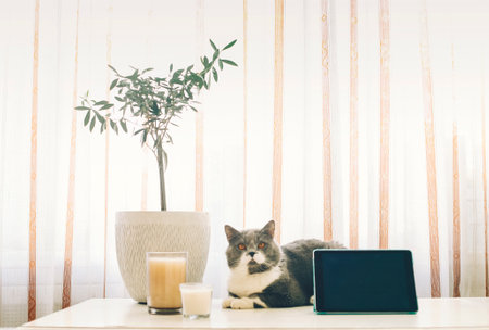 Scottish breed gray cat lying on table with digital tablet, candles and house plant in flower pot, short hair kitten with orange eyes resting in light modern apartment. domestic animal lifestyleの写真素材