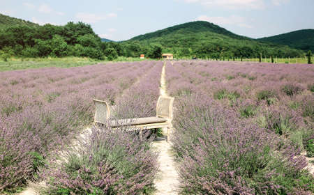 Lavender field with vintage couch in summer sunny day. Travel and holiday conceptの写真素材