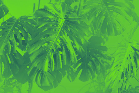 Tropical jungle green leaves background, Monstera Deliciosa leaf on wall with neon green, nature...