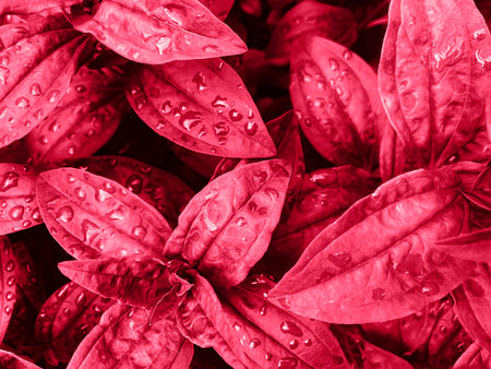 Background made of fresh wet leaves with drops. creative backgroundの写真素材
