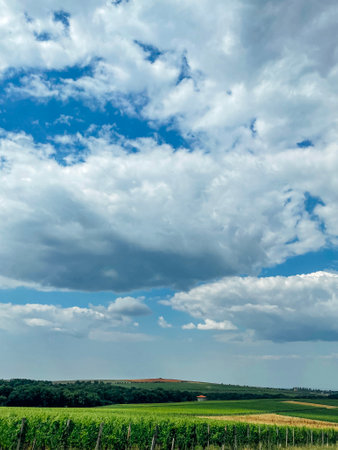 Beautiful landscape with sky and grass. Blue sky with fluffy luxurious clouds. Glade with dense bright juicy green grass and vineyards. Peace and relaxation conceptの写真素材