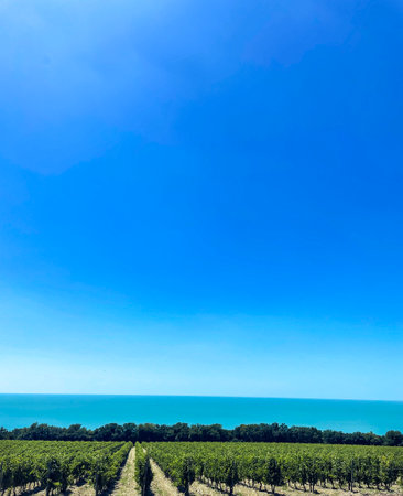 Beautiful green summer vineyard beautiful landscape with copy space. Agricultureの写真素材