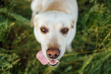 Close up of a cut golden labrador retriever in nature. A beautiful domestic dog sniffs a flower bed with strawberry bushes in the garden. copyspace.の写真素材