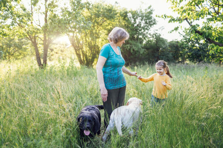Gray-haired grandmother and cute little granddaughter are walking their dogs together in the park. Elderly beautiful woman strokes golden labrador and blows kiss. green grass and trees on background.の写真素材
