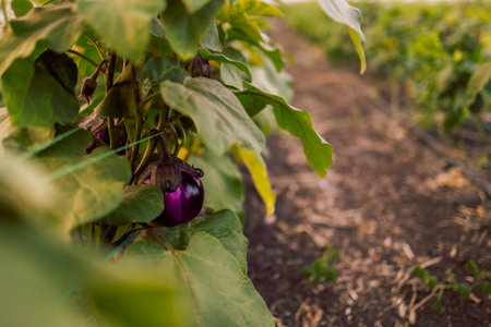 Close-up of ripening blue eggplant fruits and leaves in a farmer greenhouse. Eggplants grow in an...