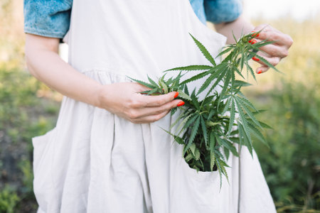 Close-up of green herbs in a pocket. A young woman in a linen apron holds cannabis leaves. The hemp...