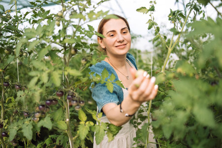 Closeup of a young attractive female farmer checking the ripe fruits of black tomatoes. A smiling charming woman in casual clothes works on an agricultural farm. Harvest time at the tomato plantation.の写真素材