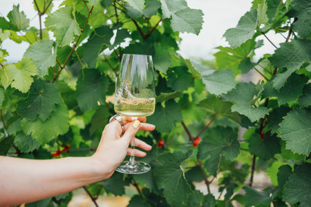 Close up of a female hand with a neat yellow manicure holding a glass of champagne against the background of grape leaves. Elegant goblet with a long stem of sparkling wine in the vineyard.の写真素材