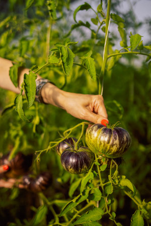 Woman hands with a neat manicure hold juicy green black-fruited tomatoes. The farmwife shows unripe vegetables. Close-up of fresh fruits in a greenhouse or an organic summer garden in sunlight.の写真素材