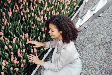 Attractive young African woman in light color apron touches pink tulips growing in boxes at flower farm. Smiling female darkskinned greenhouse worker checks condition of seedlings. Gardening.の写真素材