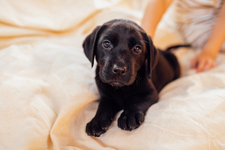 Close-up of a cute black puppy on a soft cozy cream blanket. A cute Labrador dog on a beige background. A pet on the couch at home. The retriever is on the sofa.の写真素材