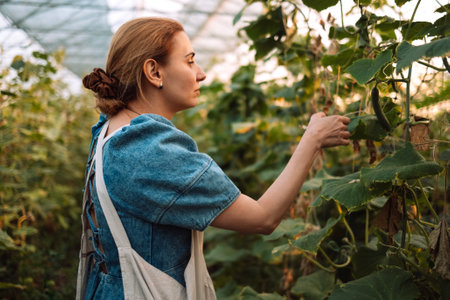 A young woman in an apron checks the cucumbers. An attractive farmer takes care of the plants in the greenhouse. Harvesting. The girl works on agricultural land. A female grows vegetables on a farm.の写真素材