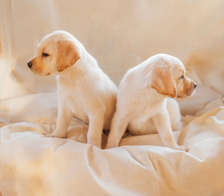 Two cute puppies on a soft cozy cream blanket. Cute little dogs of the golden retriever breed on a beige background. Playful petsの写真素材