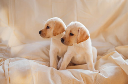 Two cute puppies on a soft cozy cream blanket. Cute little dogs of the golden retriever breed on a...