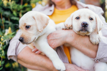 Close-up of two cute puppies in female hands. A mature woman holds small dogs of the golden...
