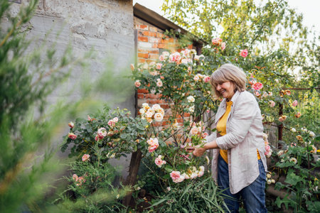 A middle-aged woman is cutting roses in the garden. A mature gardener in casual clothes takes care of the flowers. A smiling pensioner enjoys her hobby in the backyard of the houseの写真素材