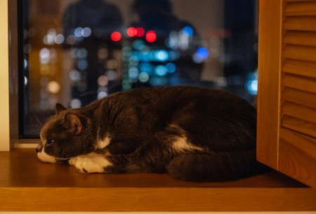 Close-up of a cute fluffy gray cat sleeping on a wooden windowsill. A sweet pet is lying on the apartment window. City lights in the background. Beautiful bokehの写真素材
