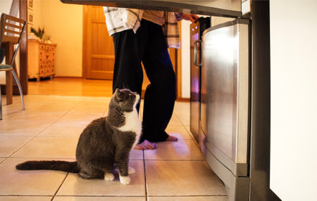 A cute fluffy cat is sitting next to an open refrigerator. A pet and its owner are at home in the dining room. A hungry cat is waiting for lunch in the kitchenの写真素材