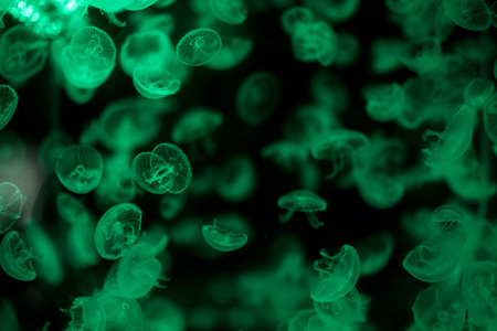 Close-up of a jellyfish in dark water. Beautiful underwater world. Neon-glowing jellyfish on a black...