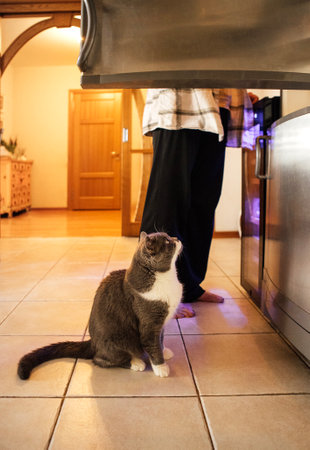 A cute fluffy cat is sitting next to an open refrigerator. A pet and its owner are at home in the dining room. A hungry cat is waiting for lunch in the kitchenの写真素材