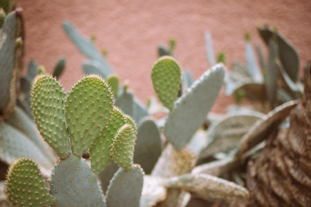 Cactus plants display unique shapes and textures, thriving in a soft background, emphasizing the...