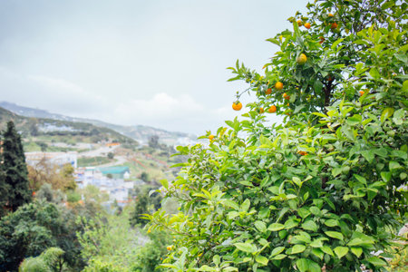Citrus tree with ripe oranges is featured against a cloudy sky, surrounded by lush greenery and a tranquil landscape, creating a serene and inviting sceneの写真素材