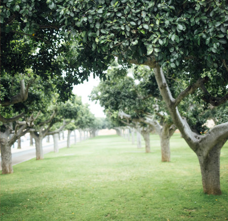 A serene pathway is flanked by lush green trees in a tranquil park, with vibrant foliage and soft grass, creating an inviting atmosphere for relaxation and explorationの写真素材