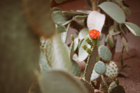 Cactus with bright orange flower is surrounded by green pads, highlighting the beauty of desert flora and the unique textures of the plant life in a natural settingの写真素材