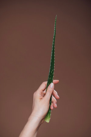 A hand presents a fresh aloe vera leaf against a warm brown backdrop, highlighting the plant texture and vibrant color in a simple yet striking mannerの写真素材
