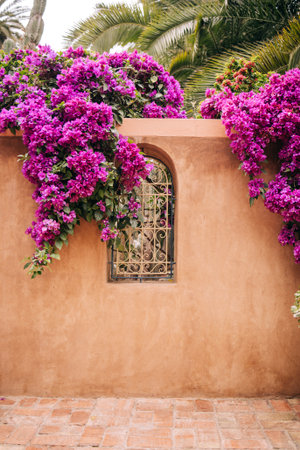 Bougainvillea blooms drape over a warm stucco wall, surrounding a decorative window, evoking a serene atmosphere in a tropical garden settingの写真素材
