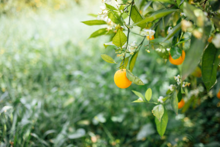 Bright orange fruit is nestled among green leaves and white blossoms on a tree branch, set against a backdrop of soft grass, highlighting natural beautyの写真素材