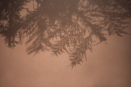 Shadow of evergreen branches is visible on a textured wall, highlighting the interplay of light and...