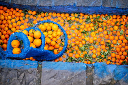 Oranges are placed in a blue basket and scattered in a stone basin, with green leaves floating in...