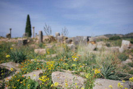 Wildflowers grow amidst ancient stone ruins in a grassy area, with distant trees and a clear blue sky providing a serene backdrop, Volubilis, Moroccoの写真素材