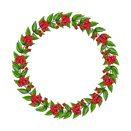 Cowberry vector illustrationのイラスト素材