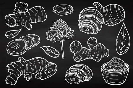 Ginger style hand drawing on a chalk board. Useful root vegetable. Herbal spices. Illustration in engraving style.の写真素材
