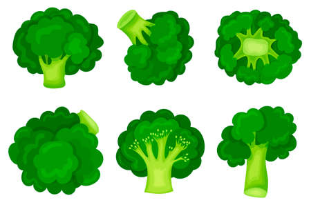 Green broccoli in a modern flat style. Set. Healthy diet. Slimming. Icon isolated on white background. For your designのイラスト素材