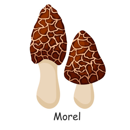 Morel. Mushroom. Isolated on white background. Forest. For your design.のイラスト素材