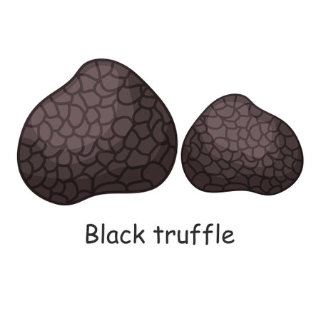 Black truffle. Mushroom. Isolated on white background. Forest. For your design.のイラスト素材
