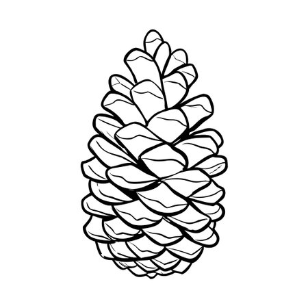 A detailed illustration of a pine cone. The pine cone is depicted in a realistic style, showcasing its unique scales and texture. It is isolated on a white background.のイラスト素材