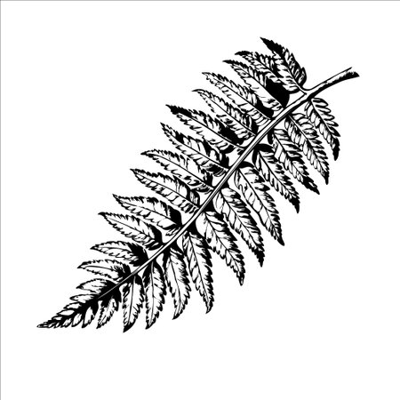 A detailed black and white illustration of a fern leaf. The leaf features intricate patterns and a natural shape, showcasing its delicate structure.のイラスト素材