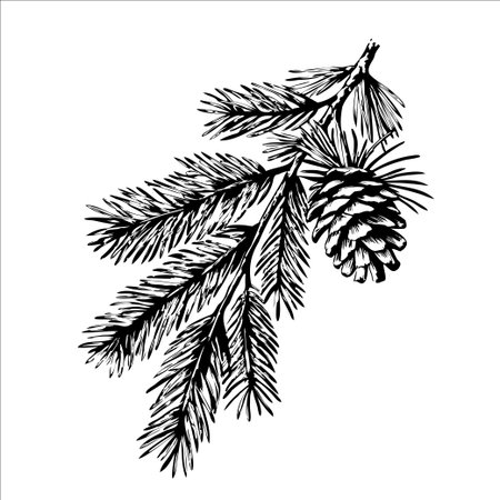 A detailed black and white illustration of a pine branch with a pine cone. The design highlights the texture of the needles and the shape of the cone.のイラスト素材